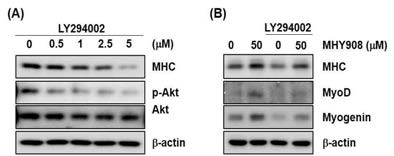 MHY908유도 근육분화에서의 Akt의 역할