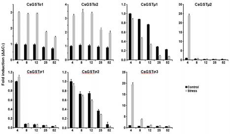 Expression profiles of C. sinensis GST genes in adult (4- and 8-week-old) and aged worm (12-, 25-and 52-week-old) against oxidative stress