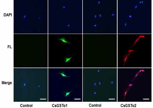 Uptake of CsGSTo1 and 2 by human intrahepatic biliary epithelial cell (IHBEC)