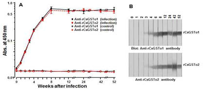Induction profile of specific antibody responses against rCsGSTo1 and 2 in experimental rat clonorchiasis