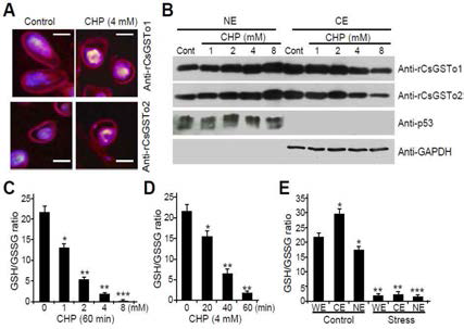 C. sinensis treated with CHP increases glutathionylation activity followed by nuclear translocation of cytosolic CsGSTos