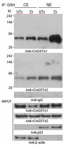 Immunopr ecipitation analysis of nuclear translocation of glutahionylated CsGSTos under oxidative stess