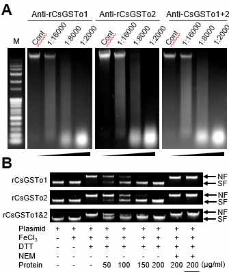 C. sinensis genomic DNA and plasmid DNA protection by CsGSTo through ROS elimination