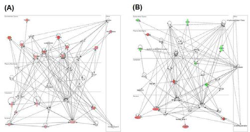 Subcellular networks predicted by IPA in DEGs