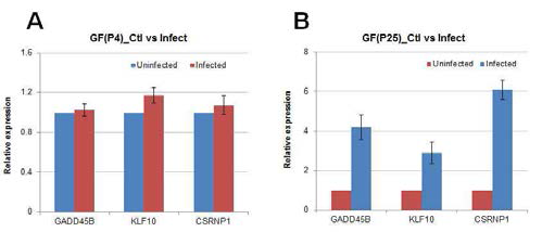 The relative expression of GADD45B, KLF10, CSRNP1 in GF(P4)(A) and GF(P25)(B) after F. nucleatum infection