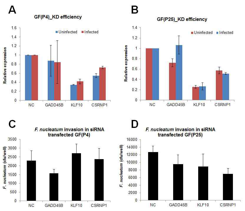 The efficiency of siRNA knockdown of GADD45B, KLF10, CSRNP1 in GF(P4)(A) and GF(P22)(B) and invasion of F. nucleatum in the knockdown GF(P4)(C) and GF(P25)(D)