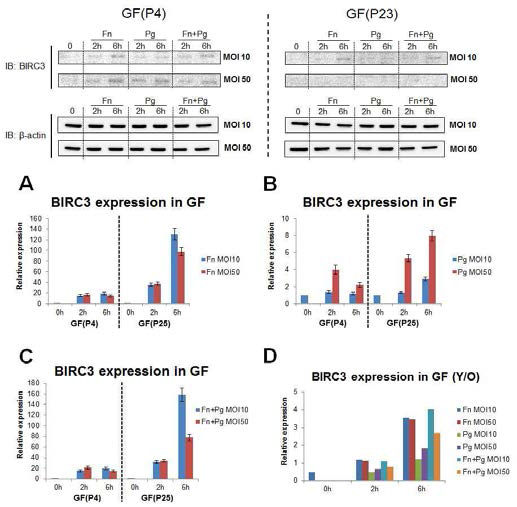 BIRC3 expression in GF during F. nucleatum or P. gingialis infection. Western blot analysis (Top panel) and mRNA expression (A-D) of BIRC3 in GF(P4) and GF(P23) after infection of F. nucleatum or P. gingivalis at MOI 10 and 50