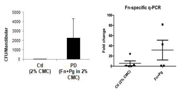 Detection of oral bacteria in periodontal tissue of mouse after infection with F. nucleatum and P. gingivalis