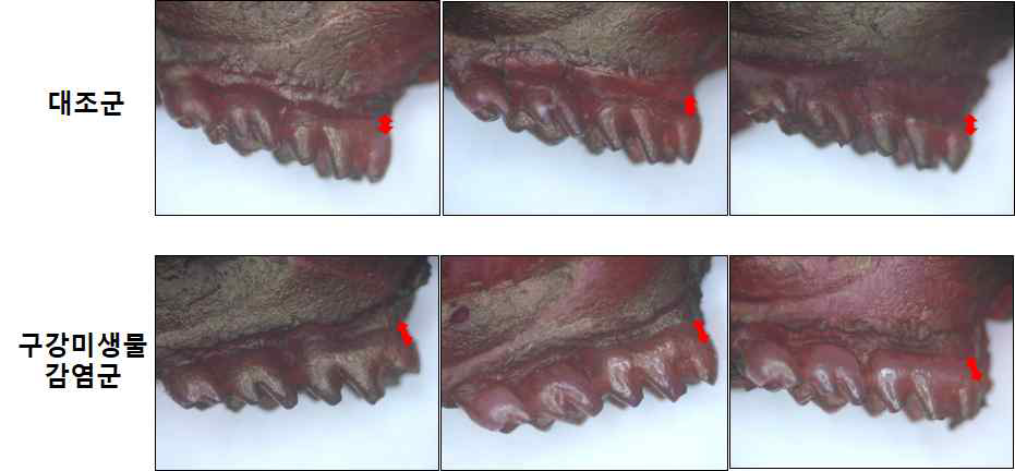 Photographs of mouse tooth and gingival tissues