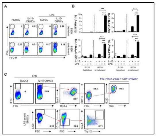 IL-15로 분화된 세포의 IFN-γ의 생성능과 관계된 표현형 마커 확인