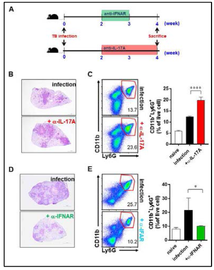폐 조직 CD11b+Ly6G+세포 축적 유도인자 규명