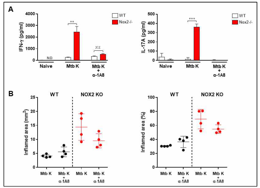 Mtb K 감염 후 anti-1A8에 의한 사이토카인 생성 및 병리학적 특성 분석