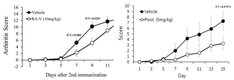 관절염 모델 마우스에서 RA-V and pinolresinol의 항염기능 확인