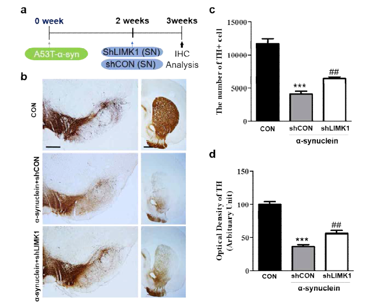 α-synuclein를 이용한 PD 동물 모델 흑질에서의 siLIMK1의 도파민 신경세포 보호 효과 확인