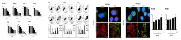 두경부암세포주에서 DIM-C-pPhtBu의 Mitochondrial ROS를 통한세포사멸 효과를 MTT assay(좌), FACS(우)로 확인함