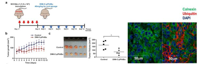 In vivo 실험에서 DIM-C-pPhtB의 항암효능을 확인함