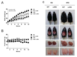 고지방식로 체중이 증가된 마우스의 α-MG 투여에 따른 체중변화
