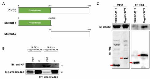 Ick 단백질과 interaction 하는 Smad2 단백질 규명. (A) IP실험에 사용 된 Ick 단백질의 deletion construct 모식도 (B) IP 실험을 통한 full-length Ick 단백질과 Smad2 단백질 간의 interaction 확인 (C) IP 실험을 통한 Ick 단백질의 C-terminal과 Smad2 단백질의 interaction 확인