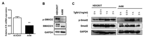 신장암 세포주 (A498)에서 ICK 발현 및 p-Smad2 발현 레벨 검증 (A) HEK293T, A498 세포에서 ICK의 mRNA 레벨 검증 (B) HEK293T, A498세포에서 p-Smad2 단백질 양 검증 (C) HEK293T, A498 세포에서 Tgfb-1에 의해 indunction 되는 p-Smad2 단백질 양 변화 검증