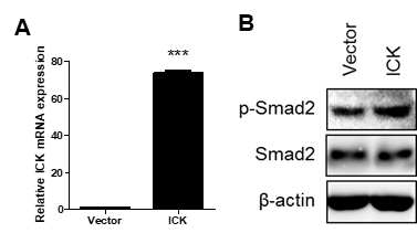 A498세포에 ICK 발현 증가를 통한 p-Smad2 단백질 레벨 확인 (A) ICK vector transfection을 통한 ICK mRNA 발현양 증가 확인 (B) ICK 발현 증가에 따른 p-Smad2 단백질양 증가 확인