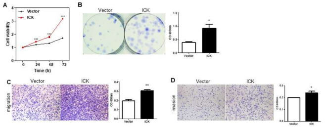 ICK 발현 증가에 따른 신장암 세포주의 특성 변화 관찰. ICK 발현 증가에 따른 (A)cell viability 변화, (B)colony formation 능력, (C)migration 능력 및 (D) invasion 능력 변화 검증