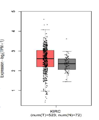 KIRC TCGA 데이터 분석을 통한 ICK 발현 확인