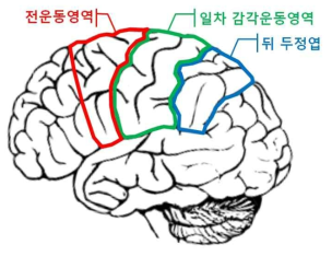 운동의 계획, 실행, 조절을 담당하는 뇌의 영역