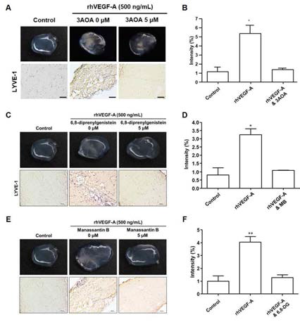 3AOA, MB, 6,8-DG가 VEGF-A에 의한 림프관 신생에 미치는 영향 - in vivo Matrigel plug assay