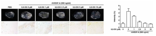 In vivo matrigel plug assay를 통해 6,8-DG의 처리 농도에 따른 in vivo에서의 림프관신생 억제 효과 확인