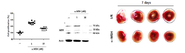 crystal viol 염색 방법을 이용하여 α-MSH가 BMSC 의 증식 촉진 효과 검증(왼쪽), Western blot 분석을 통해α-MSH 농도에 따른 BMSC의 MITF 전사인자 발현 변화 분석(중간), TTC 실험 방법을 통한 허혈성 심근 경색 동물 모델에서 α-MSH (1 μmol/L)이 미치는 영향 분석