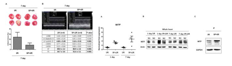 echo와 TTC 방법으로 허혈성 심근 손상 쥐모델에서 SP가 손상된 심장을 회복에 대한 분석 (왼쪽). 허혈성 심근경색유발 한 다음 SP 주입 후 손상된 부위와 전체 심장 부위에서 1 일 7일 MITF 전사인자 발현 변화를 Western blot 분석 (오른쪽)