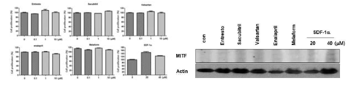 crystal violet 염색 방법으로 melaformin, valsartan, sacubitril, Entresto, enalapril, SDF-1이 BMSC 의 증식에 미치는 효과 (왼쪽), Western blot 분석으로 MITF 전사인자 발현 변화 (오른쪽)