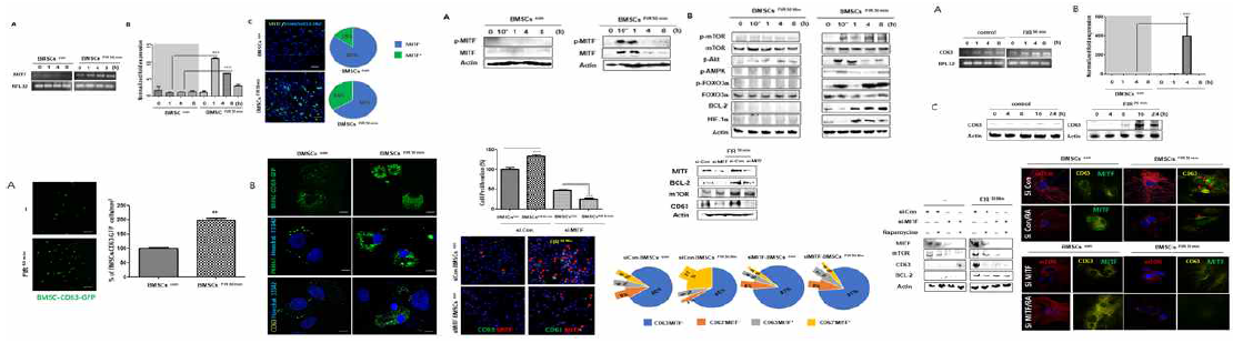 원적외선이 BMSC의 MITF 전사 인자에 영향과 그 관련 신호전달 기전 탐색. RT-PCR, real-time PCR, Western blot 분석 방법으로 원적외선이 MITF 전사인자 발현에 미치는 영향을 시간별로 분석함. 원적외선 조사 후 1 시간에 MITF 발현이 증가 됨. 형광면역염색을 통해 재검증. 원적외선 관련 신호 전달을 분석한 결과 mTOR, Akt, BCL2, HIF1a의 발현을 촉진하고 AMPK와 FOXO3a 단백질 발현은 억제됨. 원적외선이 CD63의 유전자와 단백질 발현을 촉진함. CD63 관련 GFP plamid를 이용하여 원적외선이 엑소좀 발현을 촉진시킨다는 것을 재검증. siMITF를 이용하여 원적외선이 유도하는 MITF 발현과 세포성장율에 미치는 영향 평가. 세포성장율은 crystal violet 방법 이용함. 면역형광염색을 통해 CD63/MITF 발현하는 세포 분석과 siMITF으로 MITF 발현 억제, rapamycin을 이용한 mTOR 억제함