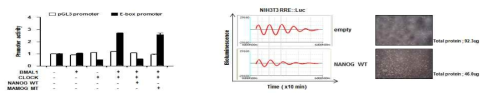 NANOG 전사활성에 의한 BMAL1-CLOCK 활성 변화 및 BMAL1 프로모터 활성의 일주기 리듬 확인