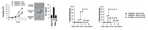 NANOG 전사능력에 따른 자가세포 증식능력 및 줄기능 유도와 in vivo 종양형성능 확인