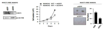 NANOG 매개 자가세포 증식능력 및 줄기능을 조절하는 CRY1 확인