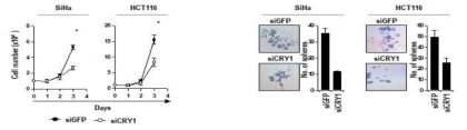 NANOG 과발현된 인간암 세포주의 자가세포 증식능력 및 줄기능을 조절하는 CRY1 확인