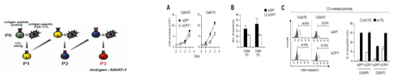면역내성암에서 CRY1의 세포증식 및 줄기능, 면역내성 조절 확인