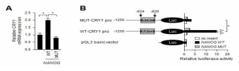 NANOG에 의해 직접 전사조절되는 CRY1 확인