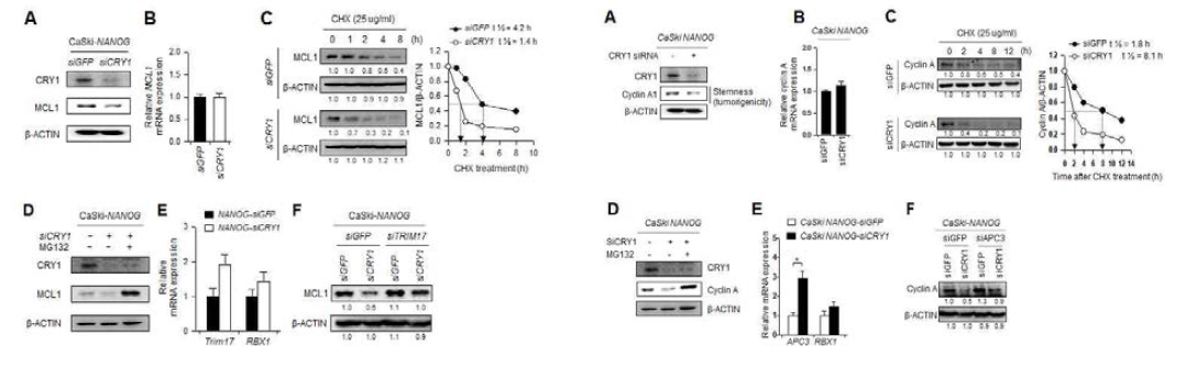 NANOG-CRY1-Trim17 axis 및 NANOG-CRY1-APC3 axis 따라 MCL1과 APC3를 조절하여 면역내성을 유도하는 기전