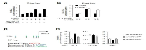 히스톤의 acetylation status를 바꾸어 프로모터 활성을 조절하는 NANOG-CRY1