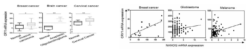 TCGA 코호트를 이용한 CRY1의 발현 패턴 및 NANOG-CRY1 발현 연관성 분석
