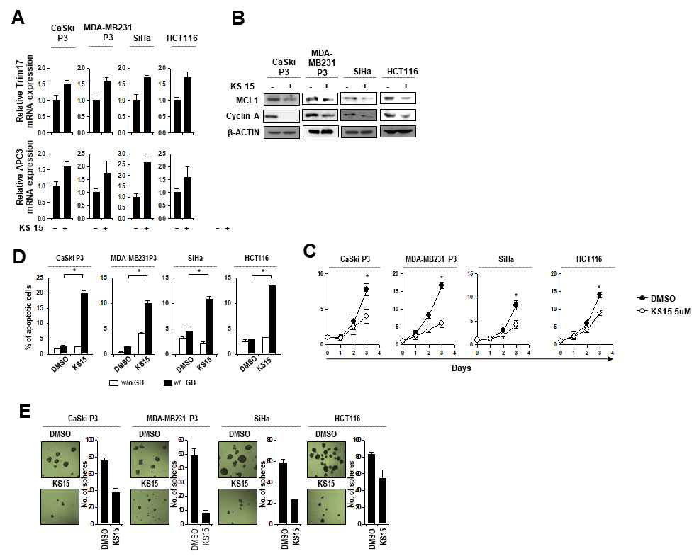 CRY1 inhibitor, KS15에 대한 in vitro 항암효능 검증