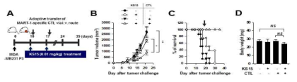 CRY1 inhibitor, KS15에 대한 in vivo 항암효능 검증