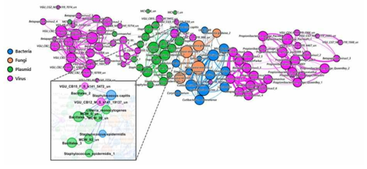 두피 미생물의 네트워크 분석