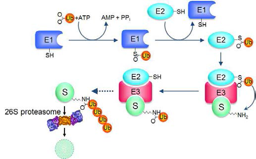 유비퀴틴화 과정을 통한 단백질 분해 기전