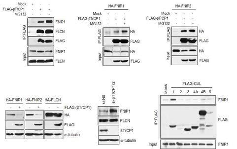 betaTrCP 신규 타겟단백질 FNIP1/2 검증