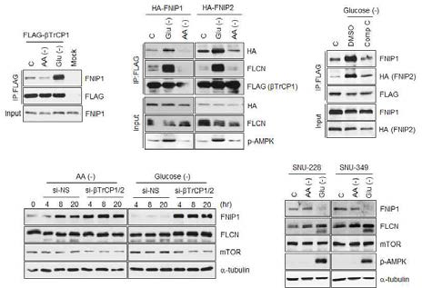 betaTrCP에 의한 FNIP1/2의 분해에 AMPK의 역할