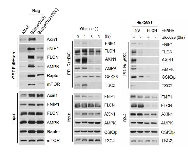 FNIP1/FLCN복합체와 RagGTPase의 결합
