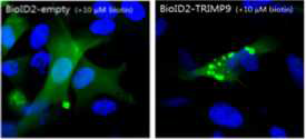 TRIM9-BioID에 발현벡터의 검증